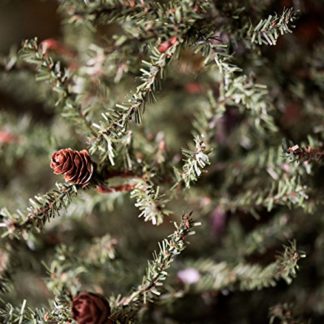 tiny tim totes christmas tree cover